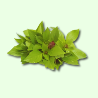 Frisch Thai Basilikum 100g