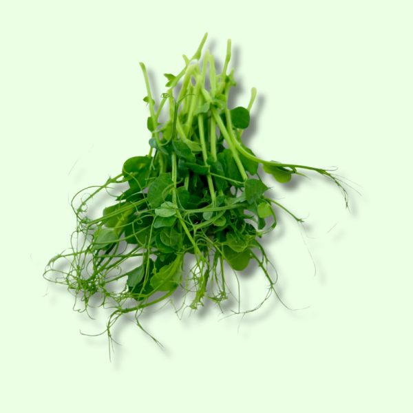 완두콩 새싹 마이크로그린 100g