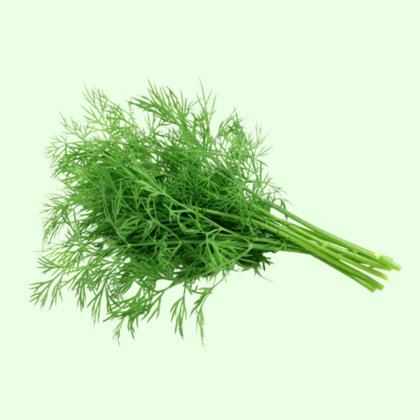 Một bó thì là tươi